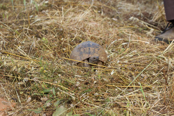 turtle on the ground