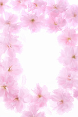 サトザクラ、花びらのフレーム