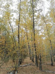 Fototapeta premium autumn in the woods