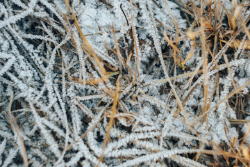Frozen icy dry grass in the snow close up