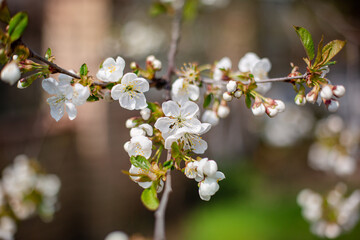 White cherry tree blossom. Spring flowering in the garden.