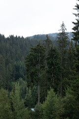 Pine forest with clouds fog surrounding it