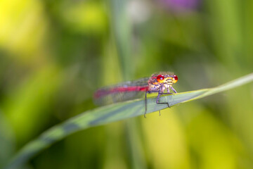 Large Red Damselfly - Pyrrhosoma nymphula - in their natural habitat