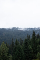 Pine forest with clouds fog surrounding it
