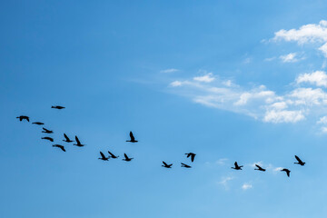 Geese flying in silhouettes against a blue sky