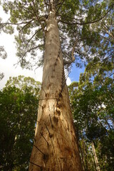 Gloucester Fire lookout tree climbing up pegs Western Australia