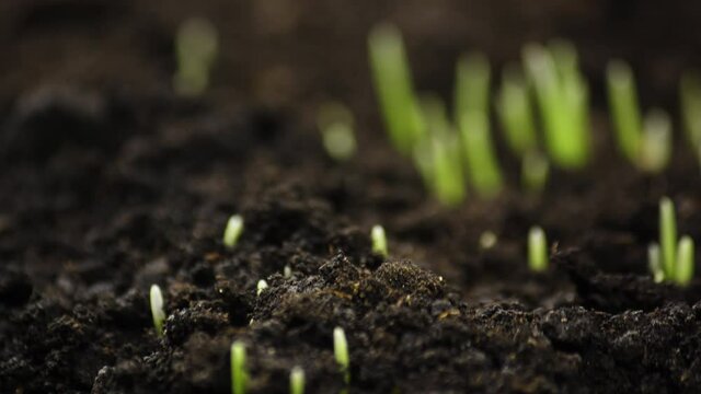 Growing plants in timelapse, Sprouts Germination newborn plant, Rye Field, Cereal Crop, Time Lapse of Fresh Green Wheat Plant