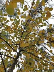 Fototapeta premium autumn leaves against sky