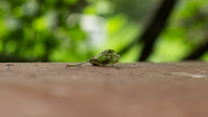 The dry leaf lies on the surface.