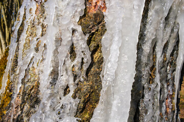 Tree stump with icicles on the bark