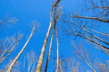 Treetops at a blue sky in spring