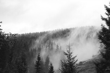 Fototapeta na wymiar Pine forest with clouds fog surrounding it, dark and white