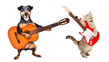 The dog plays the acoustic guitar and the cat plays the electric guitar isolated on white background