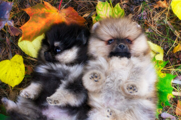 Pomeranian puppies in the autumn Park.