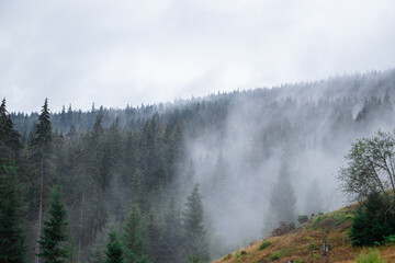 Pine forest with clouds fog surrounding it