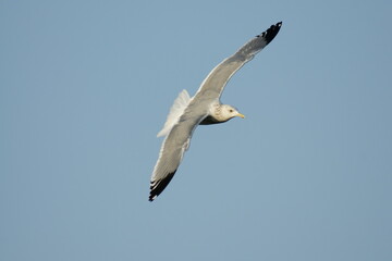 Seagull flying in th blue sky