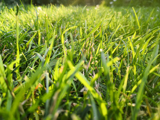 green grass background
