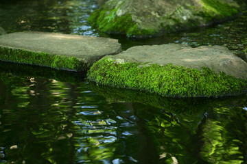 苔むす水際の岩