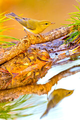 Willow Warbler, Phylloscopus trochilus, Forest Pond, Mediterranean Forest, Castile and Leon, Spain, Europe