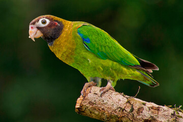 Brown-hooded Parrot, Pionopsitta haematotis, Tropical Rainforest, Costa Rica, Central America, America