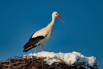 White Stork in nest, Ciconia ciconia, Guadarrama National Park, Segovia, Castile and León, Spain, Europe