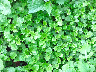 young mustard grows in the garden, excellent natural background