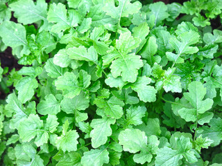 young mustard grows in the garden, excellent natural background