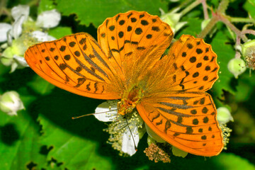 Silver-washed Fritillary Butterfly, Argynnis paphia, Guadarrama National Park, Segovia, Guadarrama National Park, Segovia, Castile and León, Spain, Europe
