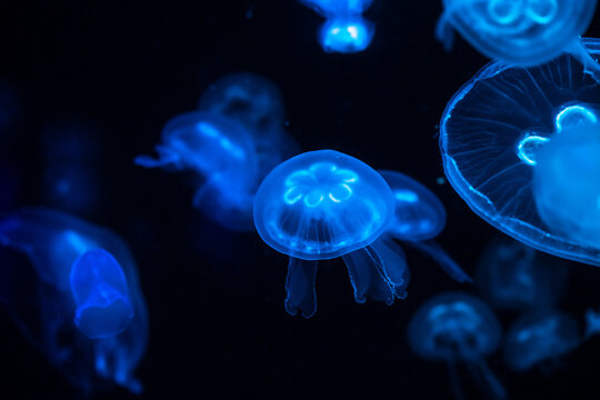 Low key jellyfish in sea saltwater aquarium ocean life 