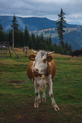 Fototapeta na wymiar White brown cow, mountains in the background