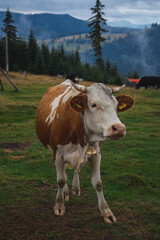 Fototapeta na wymiar White brown cow, mountains in the background