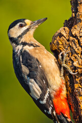 Great Spotted Woodpecker, Dendrocopos major, Mediterranean Forest, Castile and Leon, Spain, Europe
