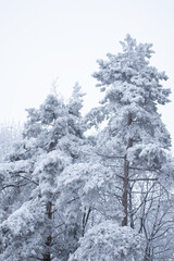 Fototapeta na wymiar White forest on winter time