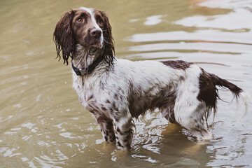 'Gizmo' The Spocker Spaniel Enjoying Playing In The Floods