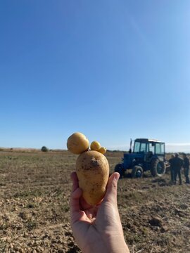 potatoes in the hand