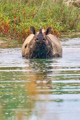Greater One-horned Rhinoceros, Indian Rhinoceros, Asian Rhino, Rhinoceros unicornis, Wetlands, Royal Bardia National Park, Bardiya National Park, Nepal, Asia