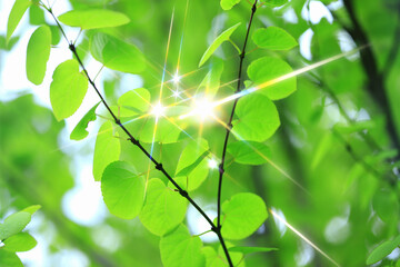 煌めくカツラの新緑