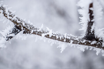 Frozen branch, white winter background