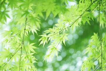 カエデの新緑
