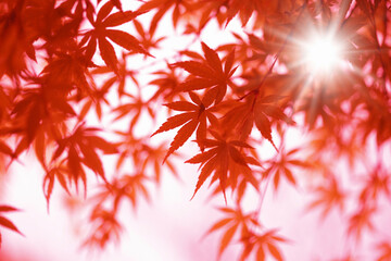 楓の紅葉イメージ