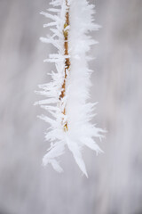 Frozen branch, white winter background