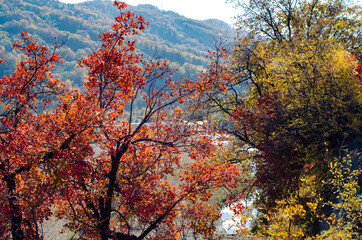 Autumn forest trees in the mountains. Autumn mountain forest landscape. Golden, bright autumn forest trees in the mountains. Mountain forest in autumn.