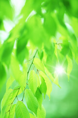 新緑と木漏れ日