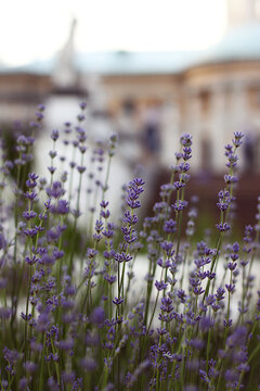Lavender fiowers in a park