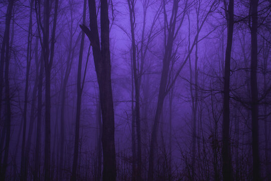 Foggy purple forest darkness winter mystery