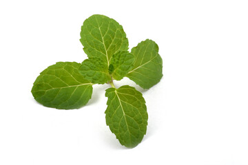 Obraz na płótnie Canvas Fresh raw mint leaves isolated on white background