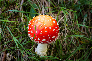 Fliegenpilz im Wald gefunden