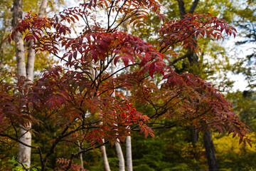 尾瀬木道脇の秋