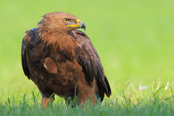 Lesser spotted eagle, bird of prey. Clanga pomarina