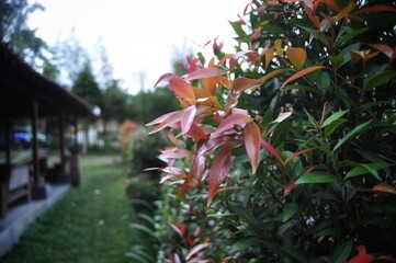 flowers in the garden
